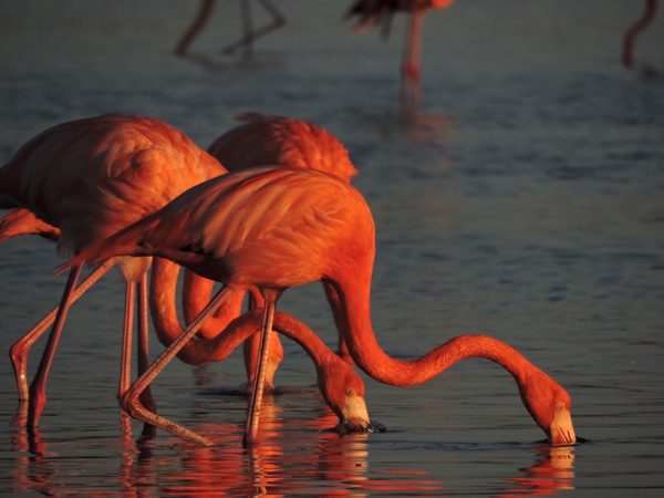 Flamenco al amanecer en la Península de Yucatan