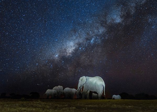 La manada bajo las estrellas