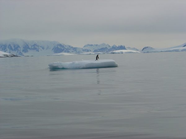 Pinguim solitário apreciando a vista