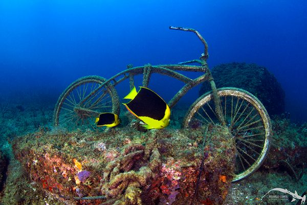A bicicleta e os peixes